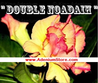 Adenium Obesum \'Double Noadaih\' 5 Seeds